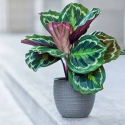 Calathea+Medallion,+Pet+Friendly+Air+Purifying+Live+Prayer+Plant,+6_+Pot