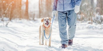 person and dog walking in snowy woods
